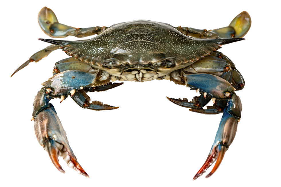 Bait Blue Crabs Saltwater Offshore Bait | Superior Saltwater Offshore ...